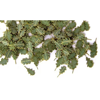 Plus Model - Grüne Eichenblätter