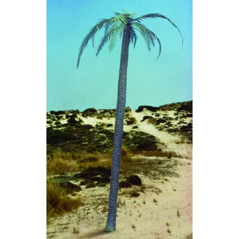 Royal Model - Palm tree