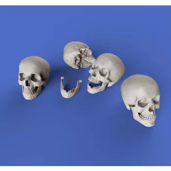 Royal Model - Skulls