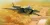 Trumpeter - Chinese J-20 Mighty Dragon (Prototype No.2011)